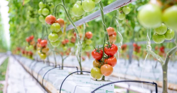 DCM Tomatenconcept, de doordachte strategie voor een vitale plant Thumb