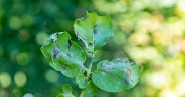 Houd je aardappelplanten van bij de start in topconditie Thumb