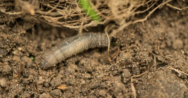 Emelten op een natuurlijke manier aanpakken Thumb