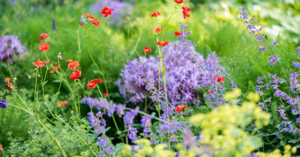 Zon en droogte? Deze 10 planten en bloemen zijn er dol op! Thumb