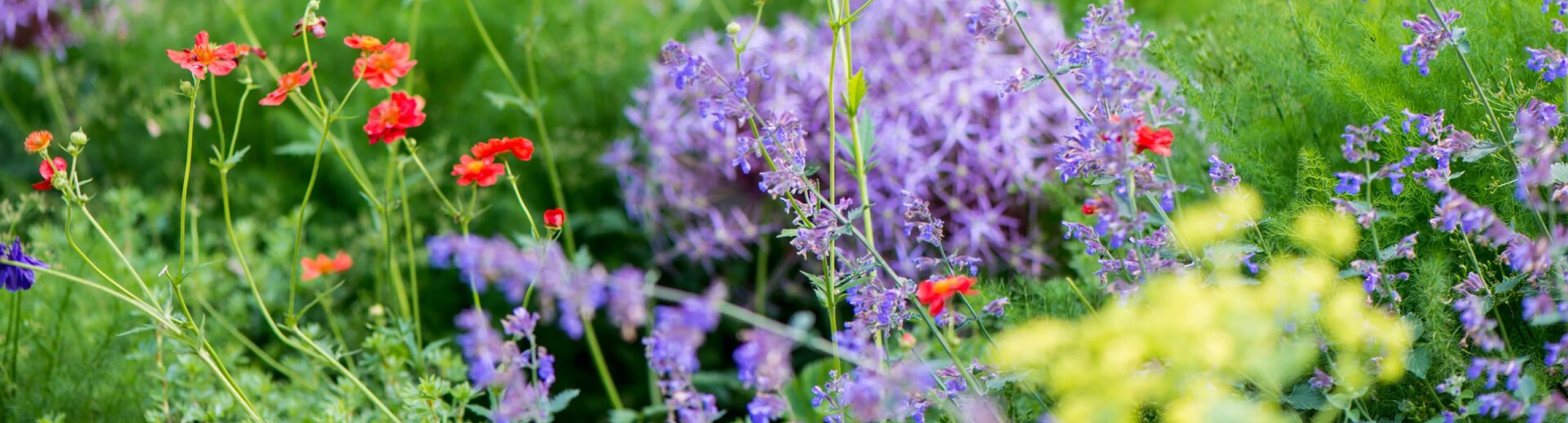 Header image alt