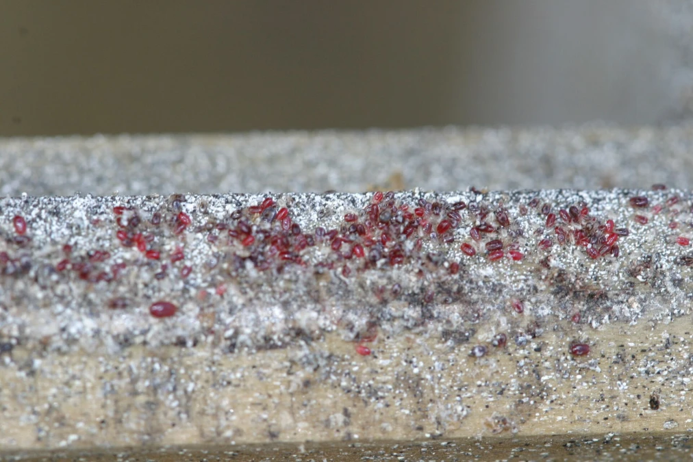 Header image alt