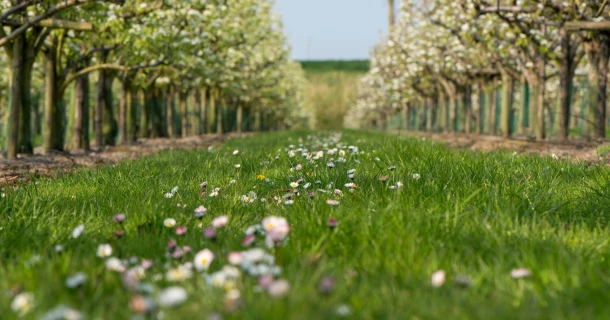 Meer en grotere appels, aangetoond in praktijkproeven bij herinplant met DCM VIVISOL® Thumb