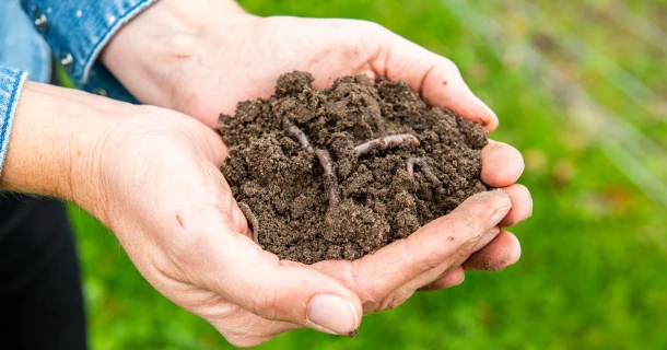 DCM BODEMANALYSE: de basis voor een geslaagde aanplanting Thumb