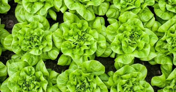 DCM UNI-MIX A specifiek ontwikkeld voor kropsla en bladgewassen Thumb