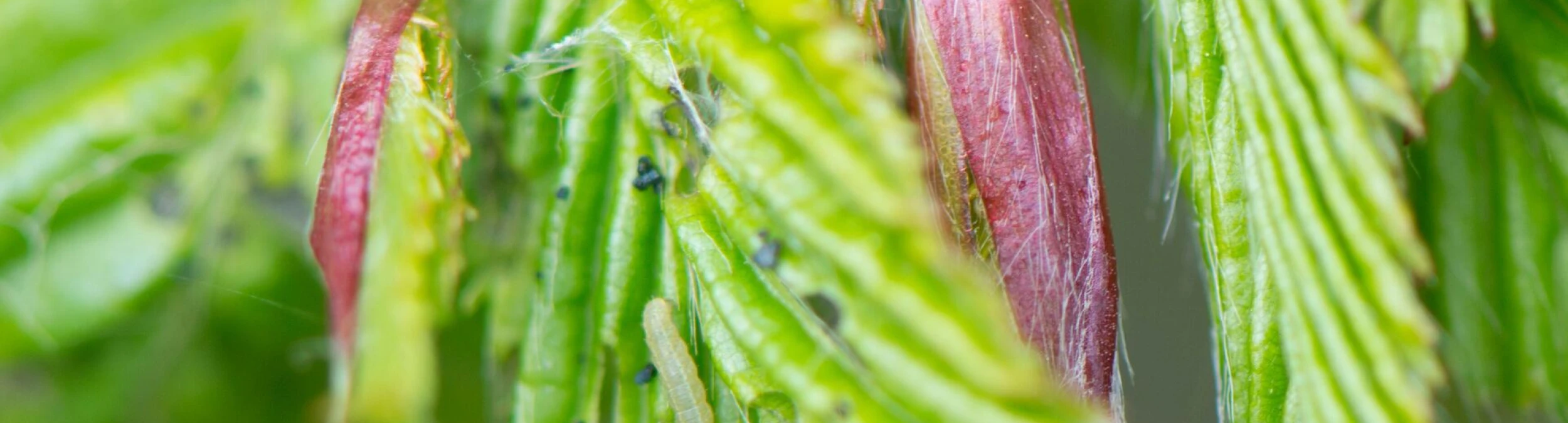 Header image alt