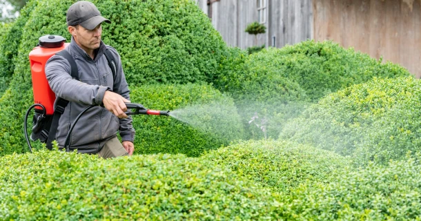 Help ziekte te voorkomen bij je buxus, met deze tips Thumb