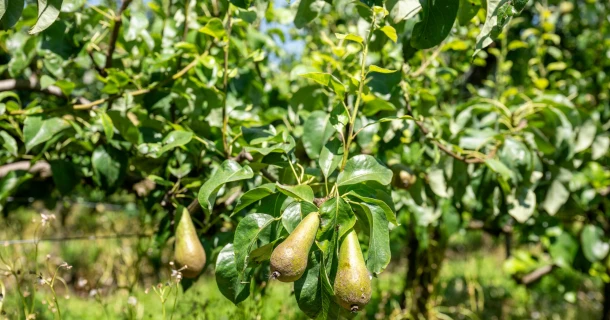 DCM Leafgel® NK verhoogt perenopbrengst met 7% in praktijkproeven, vooral in de grote perenmaten. Thumb