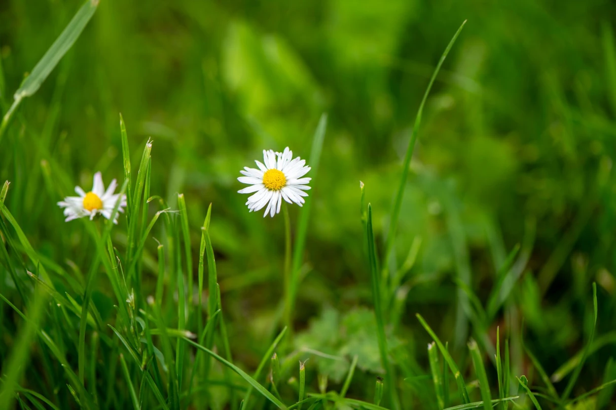 Header image alt