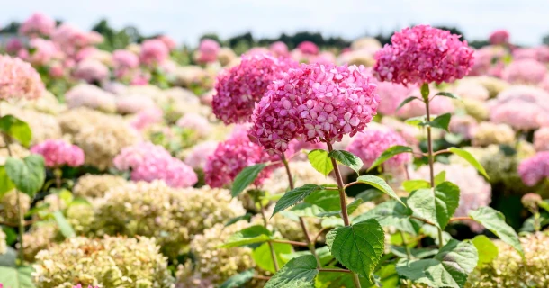 Betere wortelontwikkeling en stevigere, vollere planten met DCM Viscotec® blue Thumb