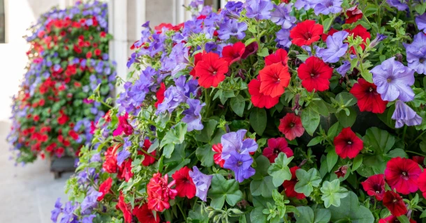 DCM AQUA BALANCE®: water wanneer je planten het nodig hebben Thumb