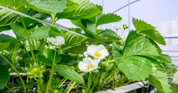 Bevlo ontdekte DCM LEAFGEL® voor vitale aardbeiplanten bij elke flush Thumb