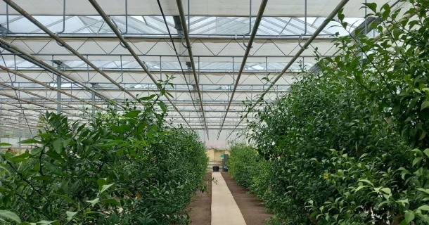 Minder zoutstress, meer groei: Belyuzu over de citrusteelt met REDU-ACT® van DCM Thumb