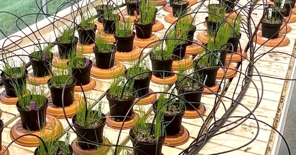 Proef toont betere grasgroei dankzij DCM HYDRO-GREEN® - ook tijdens droogte Thumb