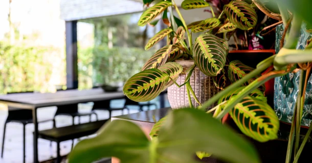 De kunst van water geven – tips voor blije kamerplanten Thumb