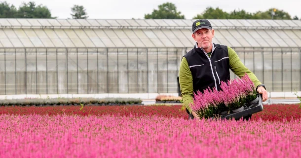Decora Plants heeft Calluna-uitval sterk teruggedrongen zonder extra werklast dankzij DCM-aanpak Thumb